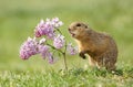 Ground squirrel and lilac Royalty Free Stock Photo