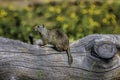 Ground Squirrel on a Log 1 Royalty Free Stock Photo