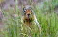 A ground squirrel looking though tall grass.