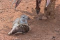 Ground squirrel (Marmotini) grooming