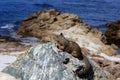 Ground squirrel