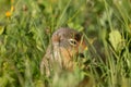 Ground squirrel eating fresh green plants in Glacier Nat. park Montana Royalty Free Stock Photo