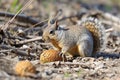 ground squirrel nibbling on a nut Royalty Free Stock Photo