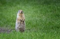 Ground squirrel pose Royalty Free Stock Photo