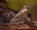 Ground squirrel posing on fallen log. Royalty Free Stock Photo