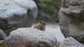 Ground squirrel on a rock surveying the surroundings.