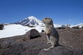 Ground squirrel, russia, Kamchatka Peninsula