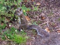 Ground squirrel Sciuridae eating