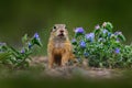 Ground Squirrel sitting in the sand green grass with blue flower bloom during summer, detail animal portrait, Czech Republic. Royalty Free Stock Photo