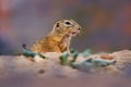 Ground Squirrel sitting in the sand green grass during summer, detail animal portrait, Czech Republic Royalty Free Stock Photo