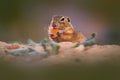 Ground Squirrel sitting in the sand green grass during summer, detail animal portrait, Czech Republic