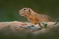 Ground Squirrel sitting in the sand green grass during summer, detail animal portrait, Czech Republic Royalty Free Stock Photo