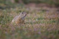 Ground squirrel