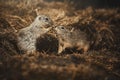 Ground Squirrel (Spermophilus citellus) Royalty Free Stock Photo