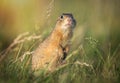 Ground squirrel Spermophilus citellus European ground squirrel, curious in the grass Royalty Free Stock Photo