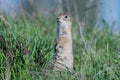Ground squirrel Spermophilus pygmaeus. The animal hides in the grass next to its burrow Royalty Free Stock Photo
