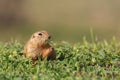 Ground squirrel Spermophilus pygmaeus eats grass. Gopher Royalty Free Stock Photo