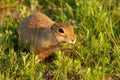 Ground squirrel Spermophilus pygmaeus eats grass. Gopher Royalty Free Stock Photo