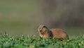 Ground squirrel Spermophilus pygmaeus eats grass in the meadow Royalty Free Stock Photo