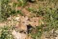 Ground squirrel Spermophilus pygmaeus peeps out of the hole Royalty Free Stock Photo