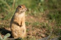 Ground squirrel Spermophilus pygmaeus standing in the grass Royalty Free Stock Photo