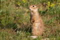 Ground squirrel Spermophilus pygmaeus standing in the grass Royalty Free Stock Photo