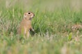 Ground squirrel Spermophilus pygmaeus, he stands in the grass and watches Royalty Free Stock Photo