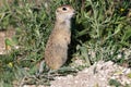 Ground squirrel Spermophilus pygmaeus in the wild Royalty Free Stock Photo