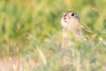 Ground squirrel Spermophilus pygmaeus in the wild Royalty Free Stock Photo