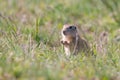 Ground squirrel Spermophilus pygmaeus in the wild Royalty Free Stock Photo