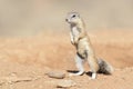 Ground Squirrel standing on lookout