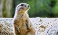 the ground squirrel is standing on a rock and looks up Royalty Free Stock Photo