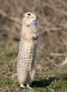 One ground squirrel stands on the ground in funny pose. Royalty Free Stock Photo