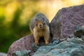 Ground Squirrel Stands On Red Rock And Stares At Camera Royalty Free Stock Photo