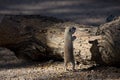 Ground squirrel stands upright in funny shadow play