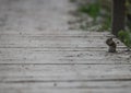 Ground squirrel stops to look around on the bridge