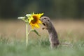 Ground squirrel and sunflower Royalty Free Stock Photo
