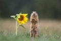 Ground squirrel by sunflower Royalty Free Stock Photo