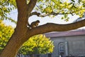 Ground Squirrel Tree in San Jose