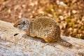 Ground squirrel up close on log Royalty Free Stock Photo