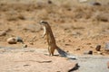 Ground Squirrel (Xerus inauris)