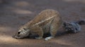 Ground Squirrel (Xerus inauris) Kgalagadi Transfortier Park, South Africa