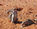 Ground Squirrel (Xerus inaurus)