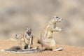 Ground Squirrel family warming up in morning sun