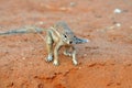 Ground Squirrel (Xerus inaurus)