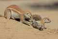 Ground squirrels