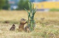 Ground Squirrels