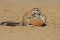 Ground squirrels, Kalahari desert, South Africa