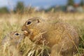 Ground Squirrels - Mather and Baby