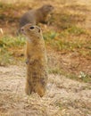 Ground Squirrels